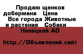 Продаю щенков добермана › Цена ­ 45 000 - Все города Животные и растения » Собаки   . Ненецкий АО